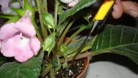  家里■这6种花,碰掉的叶片都能长出一盆,实在太好养,家里必须放一盆