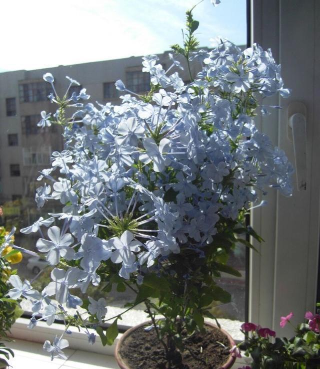  『花儿』花期很长的“2种花儿”，漂亮好养，沾土就活，真正的开花机器