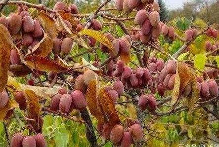 种梨树桃树？此树我国“最贵”，1年结100斤，随便种能活