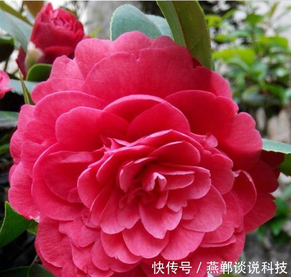 『春天』“3种花”适合春天养,花量大,易爆盆,花开满盆,你家有吗?