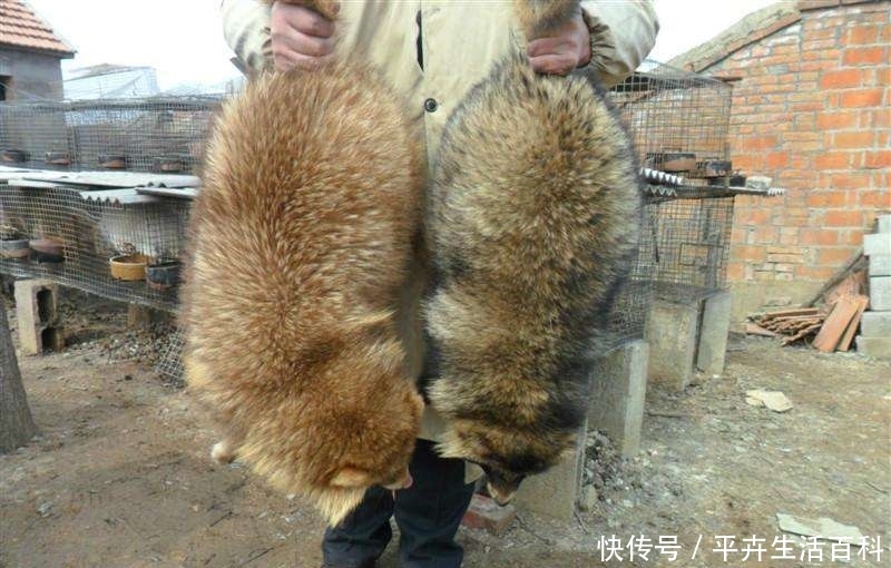  野味|曾是稀有野味，如今有人养殖，一斤3元却很少人吃过