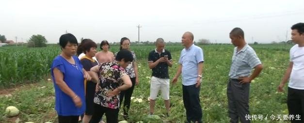 大爷种出七亩“棉絮瓜”，皮厚空心、瓜瓤像棉花，5万斤瓜全废了