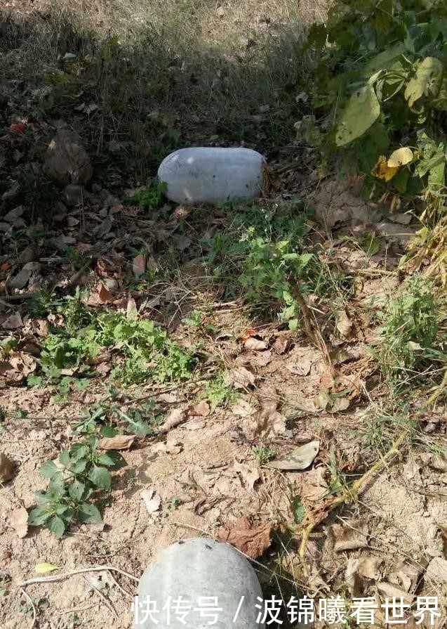  [葫芦]农村田野里，那些被遗弃的冬瓜们