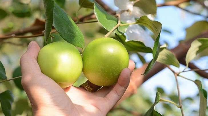 农村没味道的水果，南方2元一斤泛滥，北方80一斤舍不得吃