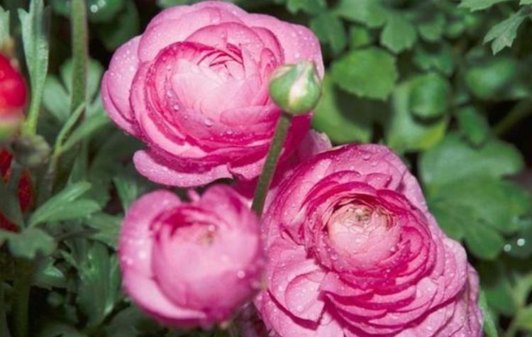  「栀子花」聪明人都爱养这3种花,养花也养人,在家养1盆,“旺财”又旺事业...