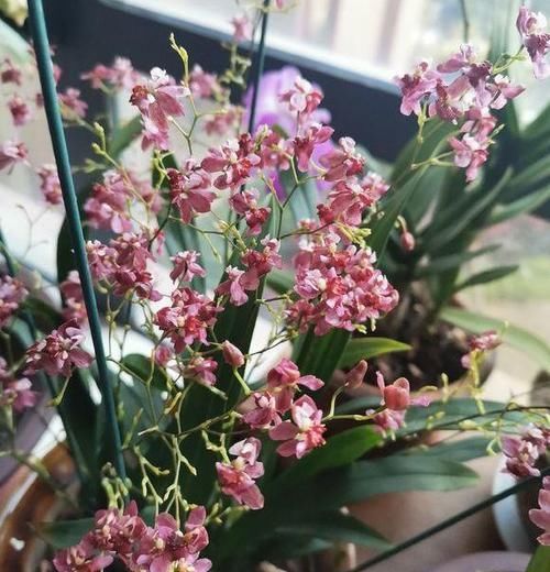  「数量繁多」此花就是“活香水”，家里养一盆，邻居都能闻花香，比茉莉强多了