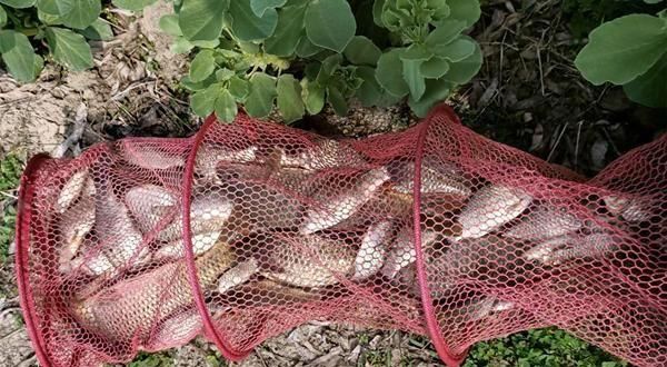  『进食』仲春时节钓鱼，这四种天气鱼儿进食疯狂，最可能连竿爆护！