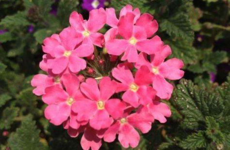 「枝繁叶茂」春天养这几款花卉,沾土就活,开花爆盆美如画,枝繁叶茂,美翻了