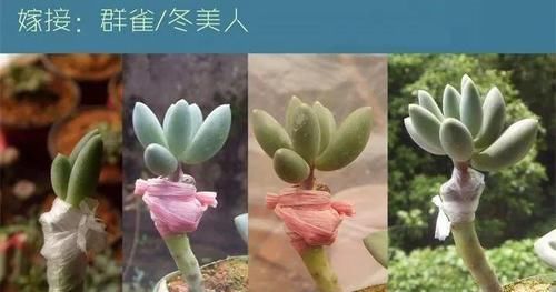  『嫁接』多肉原来还能这么玩，嫁接方法很简单，轻松爆盆还好看！
