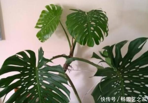 「很烦」“病毒”很烦的几种花,有利家人身体健康,养99盆都不嫌多!