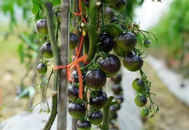  亩产值@号称亩产值10万元，农民种了就亏钱，又是炒作起来的蔬菜