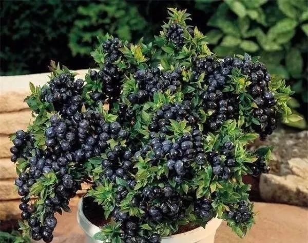  『空地』家有空地，一定种上这几款果树，一年四季吃不完来年亩收入2万元