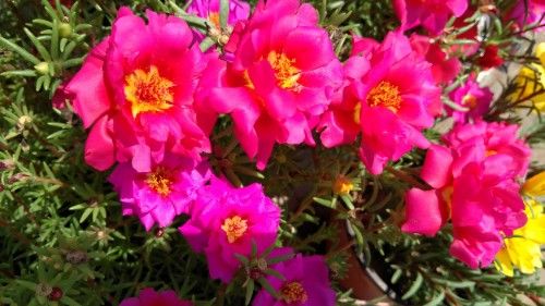  『美极了』喜欢养护花卉，就在家中春季养护3种花卉，花朵层层叠叠，美极了