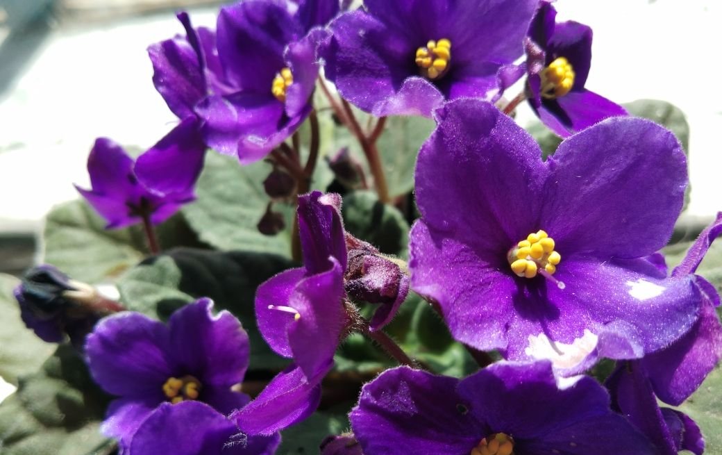  「焦黄」10种花,不能使劲晒太阳,否则叶子焦黄长黄斑