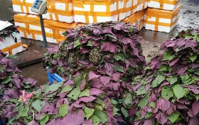  南方人|曾是田间杂草，现以60元一斤为出口名蔬菜，南方人尤其爱