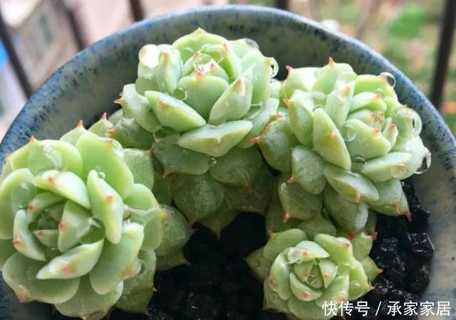 管住|6种多肉“度夏必死”,管住手、少浇水,不然分分钟黑腐