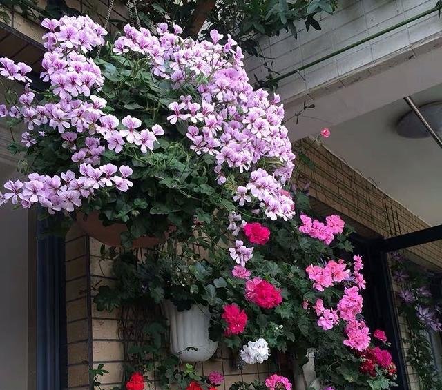  狂野：3种普通花，开花很狂野，最适合养阳台上，四季观花海