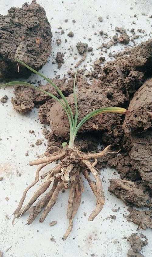  『盆土』怀疑人生了，养护一年的兰花总是僵苗不见长，脱盆以后发现小秘密