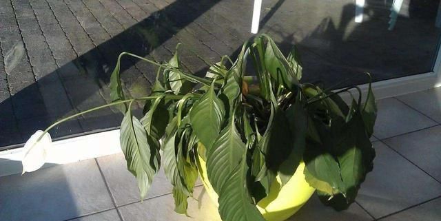  【要及时】生活中这几种水,最好不要浇花,浇1盆死1盆,千万注意不能忽视