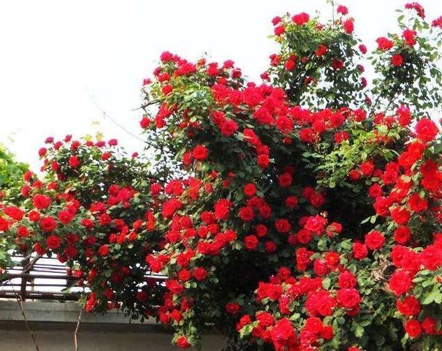  「种植」少喝2瓶酒，也要栽种此花，花开200天，埋土里就能活！