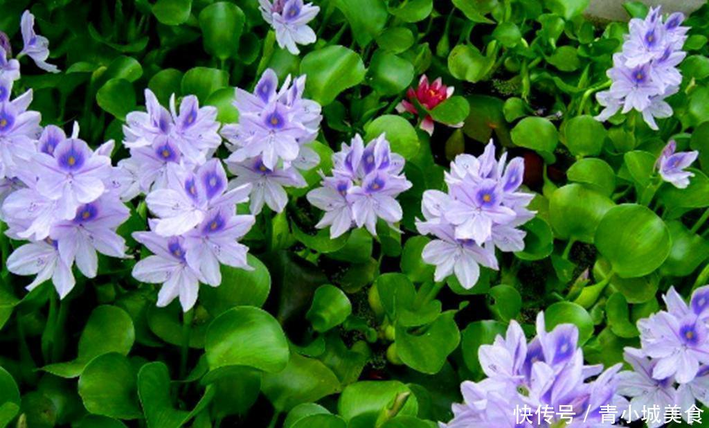 水葫芦入侵我国几十年，现在越来越少了？老外：国人技术真牛！