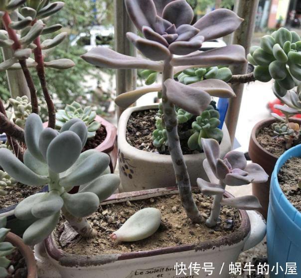  [最易]想在家摆几盆花草就选3款多肉，好看又好养，最易长成高价老桩