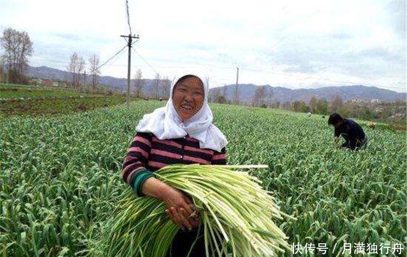 北方大量种植，一斤6元，南方人天天吃，却少人种植