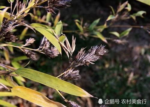 它被称为“凤凰之食”农民见了抢着摘，如今市面上一斤120元