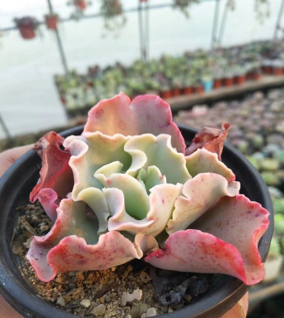多肉浇水:多肉植物根黑腐的原因是什么