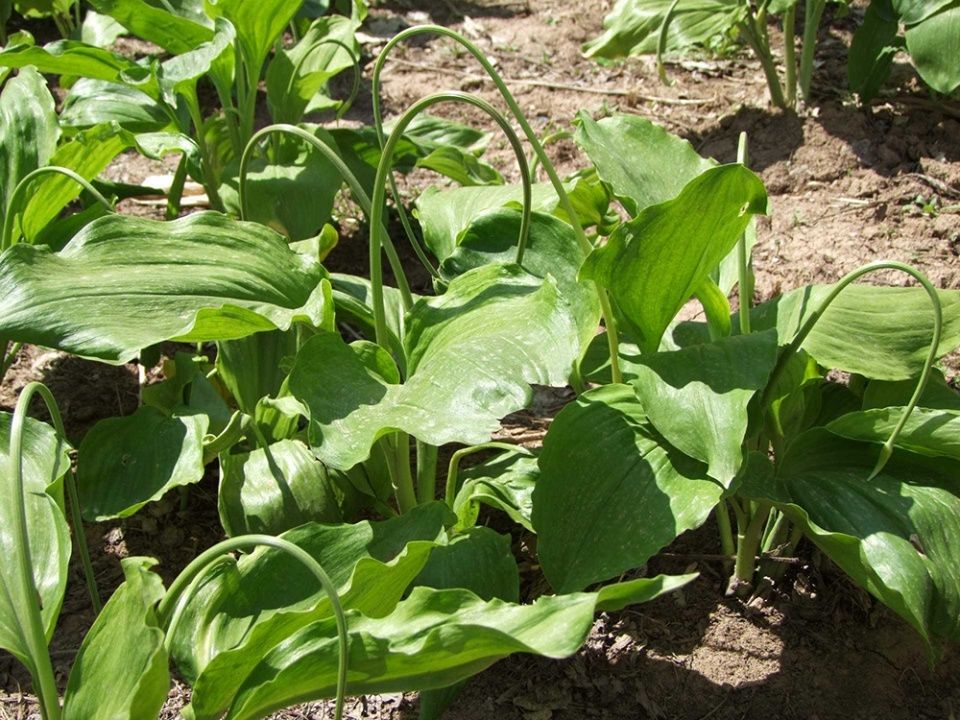  吃法■岩石缝中的野菜，叶子像小白菜，却比韭菜还香，春天错过太可惜