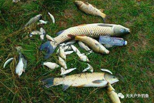  #不及#野钓必杀技：这些饵料小鱼避之不及，大鱼喜欢，专钓大鲤大草鱼！