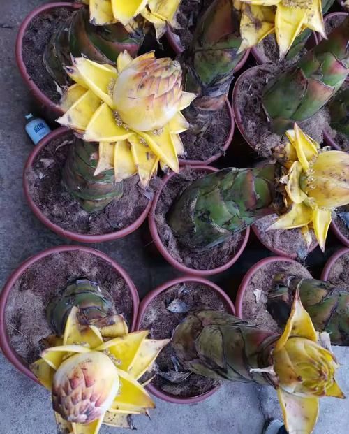  『光照』家里养的开花盆栽几年都不开花，原来是这几点没有做好