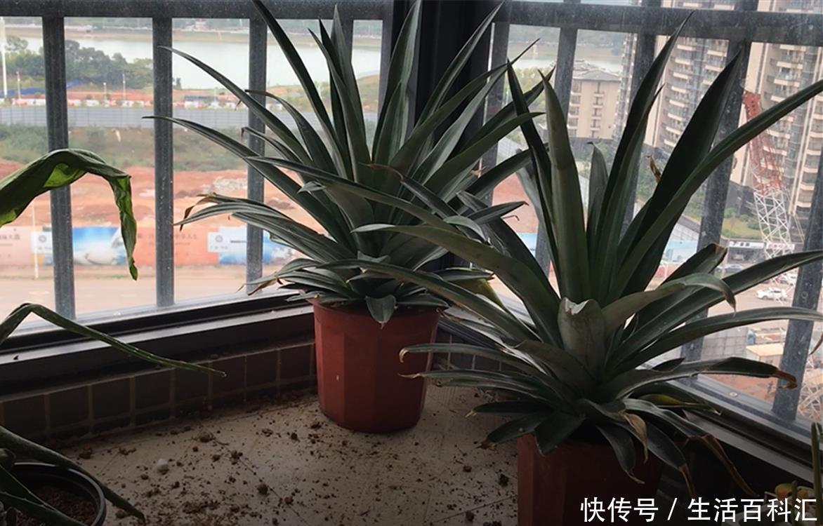 『遇水』“菠萝盆栽”小实验:遇水就活,一下多了5盆花,不要钱的!