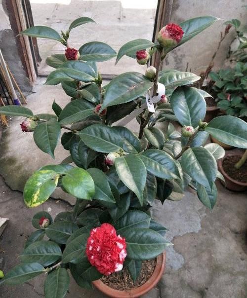 「室内」春季养山茶花,当年就能开花,了解这3点在入手,避免养不活