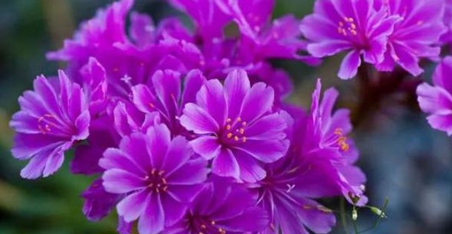 『露薇』颜值较高的露薇花,你得这样养护