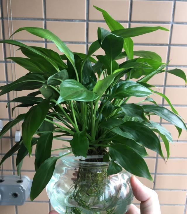  【土壤】白鹤芋黄叶子？学会“3看3多”，解决白掌黄叶子，叶子长的绿油油