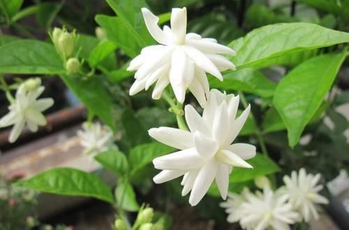  「技巧」茉莉花修剪和开花枝条的关系？茉莉花连续不断开花的修剪技巧？