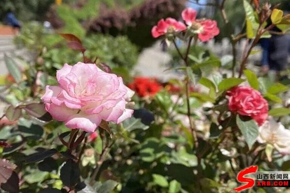 「街心公园第」“花中皇后”绽放龙城 太原两所公园打造月季文化节