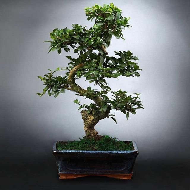 室内种植茶盆景最雅致！福建茶最受欢迎，你会制作吗？