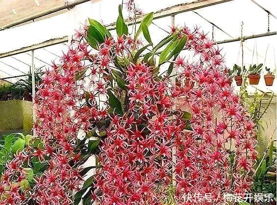 『保养技巧』此5种“瀑布型”花卉,浇点“水”就爆盆,没有光线都成花海!