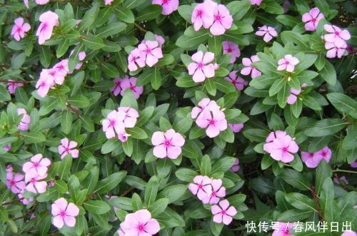  [长春花]此花一年四季都开花，不怕晒不怕热，值得养一盆