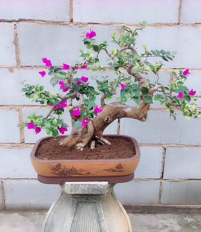  #三角梅#三角梅怎么修剪？记住“1点”，开花更多，枝繁叶茂，蹭蹭开爆盆