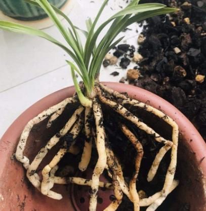  [弄清楚]盆栽土中有蚯蚓怎么办？弄清楚'好与坏'，对植物成长有利无弊