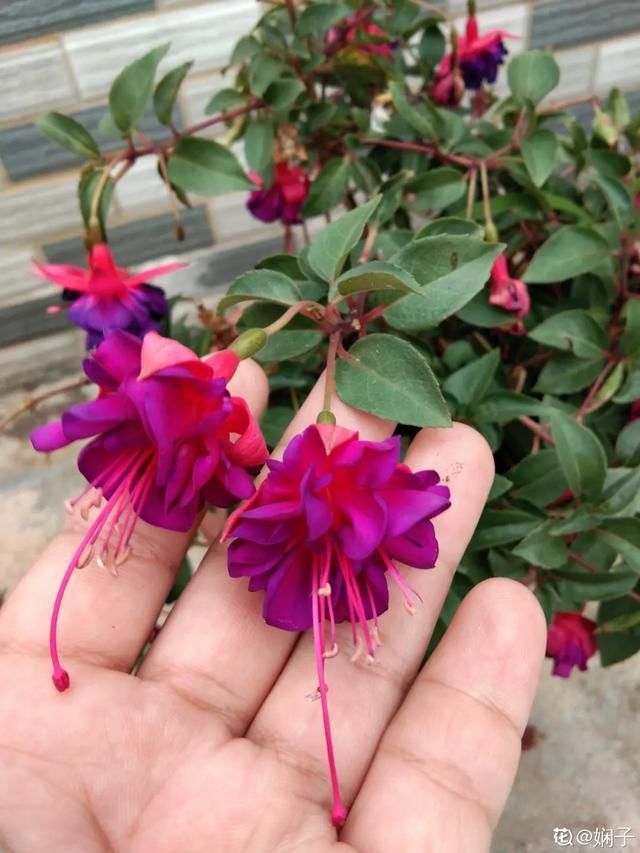  开出漂亮■阳春三月，出门踏青，原来有这么多漂亮花！