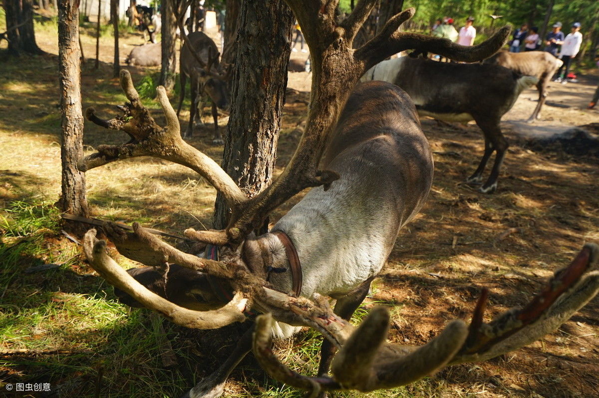 中国正在逐渐走向消失的民族，也许未来就只剩54个少数民族了