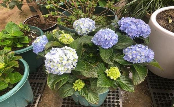  『花开花』常见的5个绣球花黄叶原因，搞明白了绣球花开花爆盆成老桩