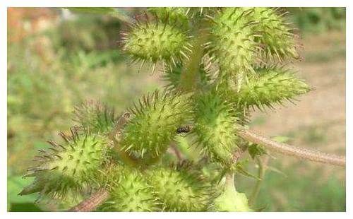 农村带刺的野果子，植株还能治感冒，70后都认识，你们见过吗