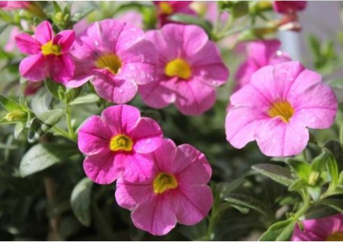  「漂亮」家养这几款植物，丢到阳台，花开艳丽夺目，好养又漂亮，幽香暗淡