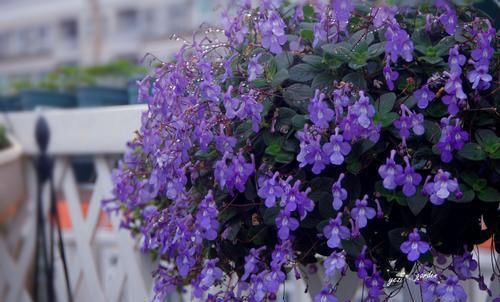  『家养』家养此款花，全年开花不断，堪称“开花机器”，花开枝繁叶茂