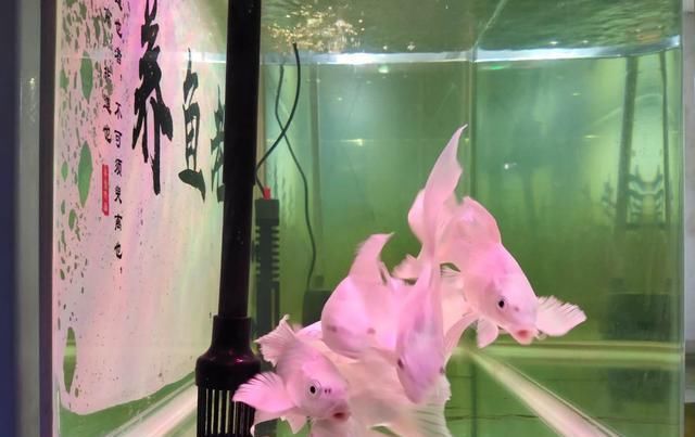  [观赏鱼]从自然养法到生化滤材养鱼，是一个递进关系，要依据实情去做分析